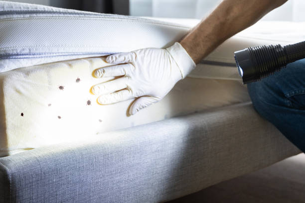Flea Control Services in Colwich, KS