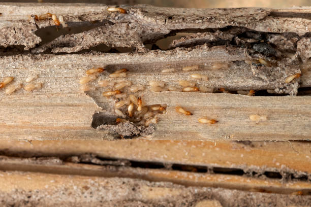 Pest Prevention Services in Colwich, KS